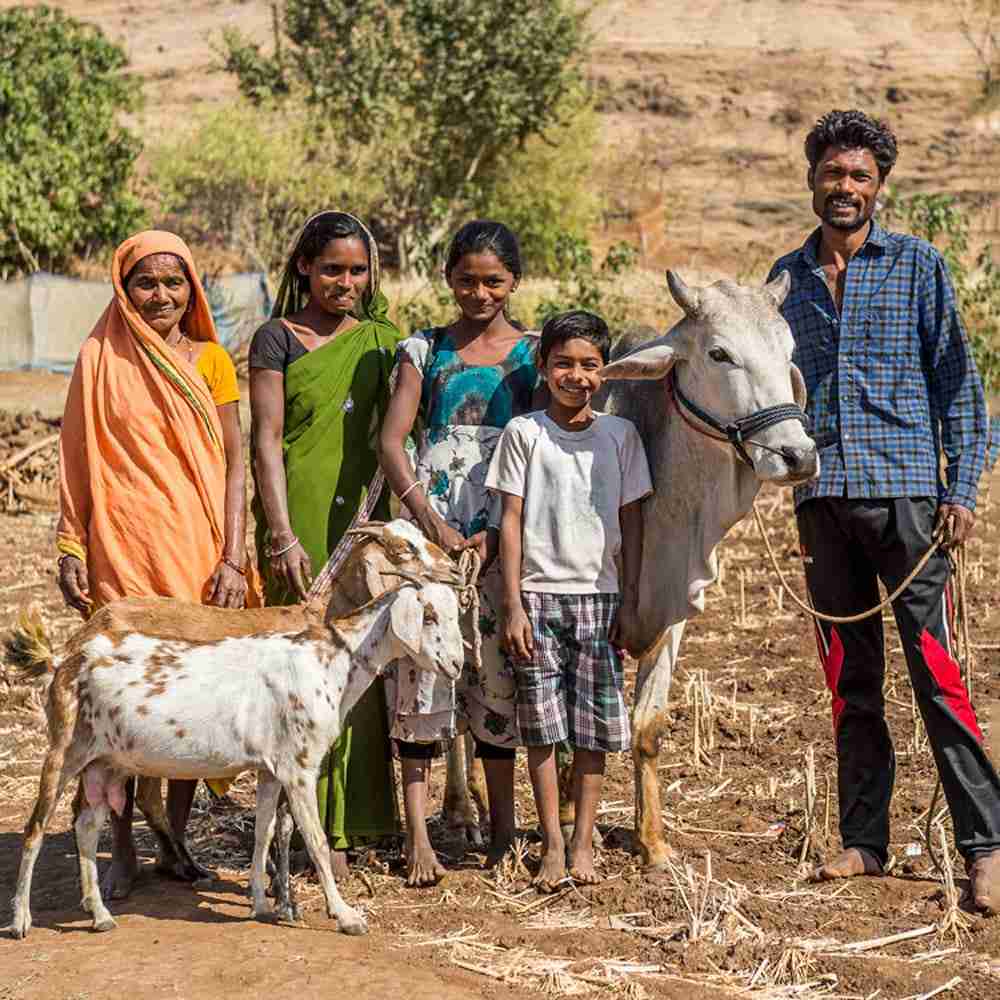 Family received gifts from the stable, a cow and goats, to alleviate poverty
