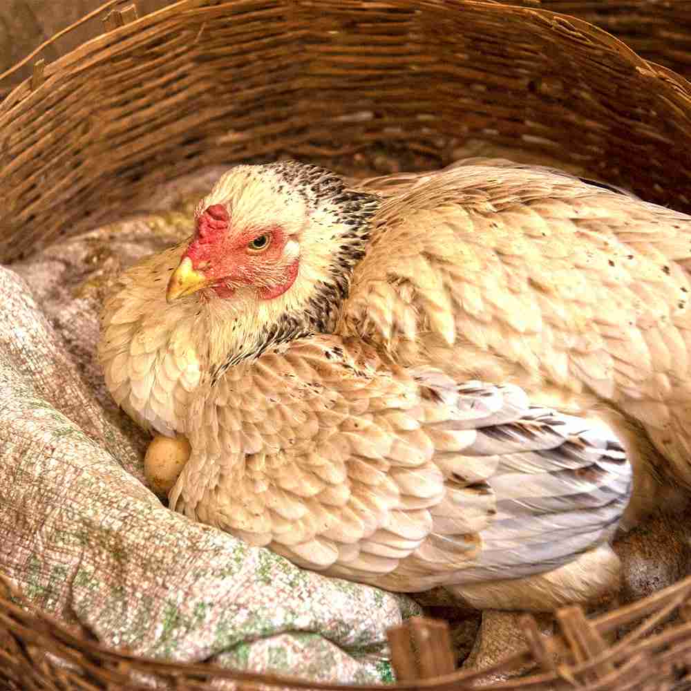 A gift of a chicken can generate income for a family