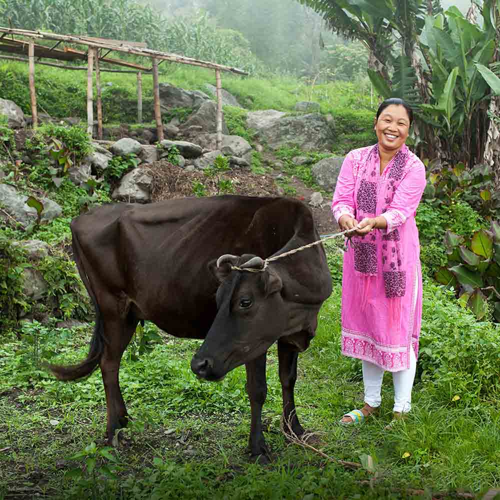 When someone receives this gift through GFA's Christmas Gift Catalog, they have a cow! Literally! And getting a cow for Christmas is a huge blessing for an impoverished family in Asia—it can mean they finally have a steady income!