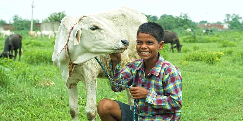 Boy and the income-generating cow their family received from GFA World Christmas Gift Distribution