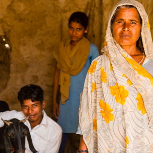 Widows receive hope for a future through GFA World (Gospel for Asia) income generating animals