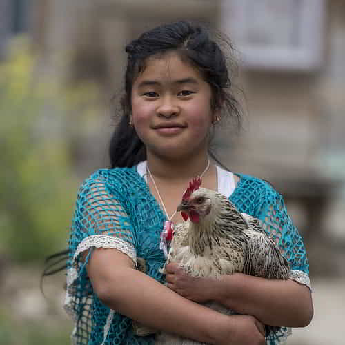 A gift of chickens through GFA World can help transform communities