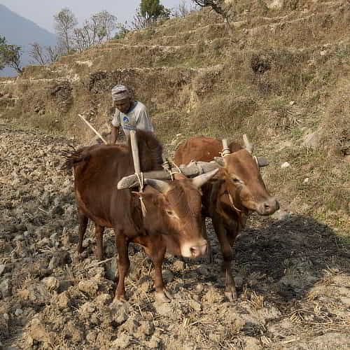 Cows help plough the farm field