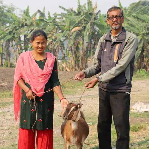 GFA World Charitable Christmas Gift Ideas of goats