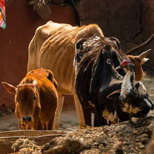 How to donate a cow - through GFA World Christmas Gift Catalog