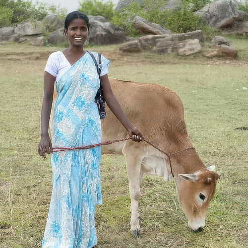 How to donate a cow - through GFA World Christmas Gift Catalog