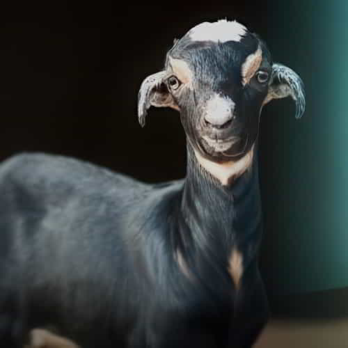 Income generating gift donation of a goat through GFA World Christmas Gift Catalog