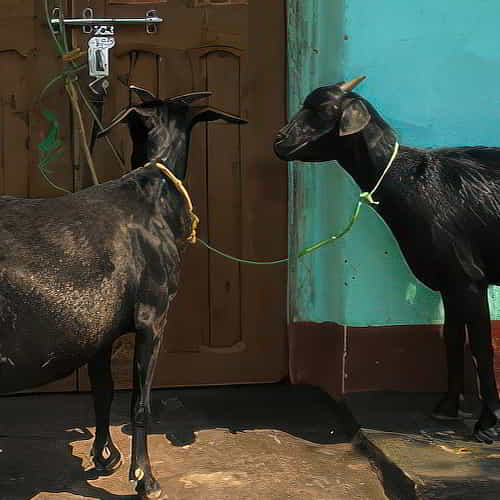 Income generating goats through GFA World Christmas Gift Catalog