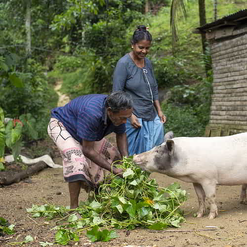 Pigs are one impactful kind of charitable gifts to give for Christmas