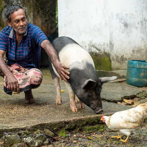 When people donate a chicken or pigs a family is rescued from poverty