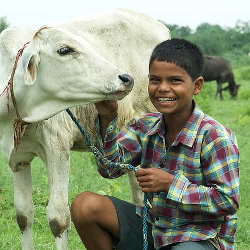 Young boy and a cow received through GFA World Christmas Gift Catalog