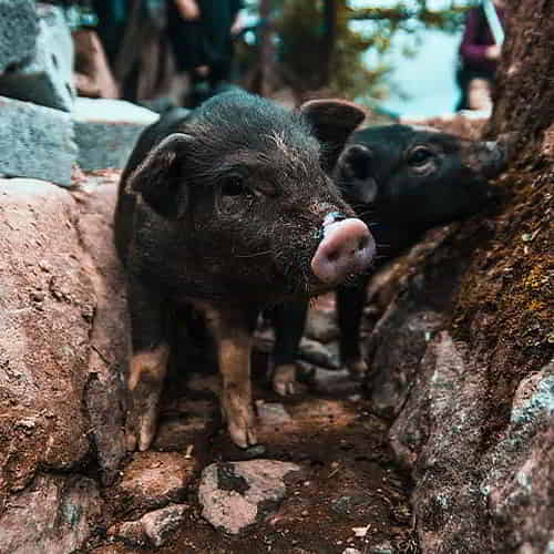 Income generating gift of piglets can rescue families from poverty