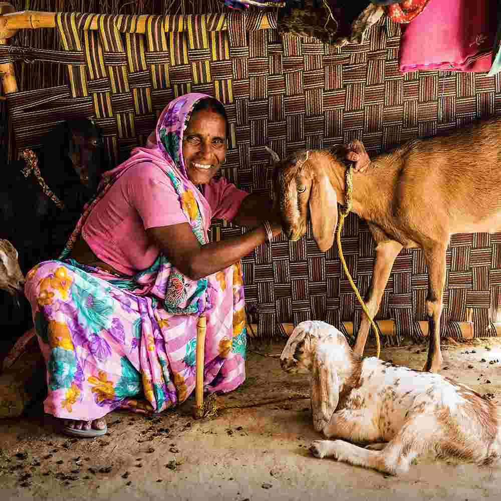 Goats are hardy animals and flourish in the Asian climate. A goat produces at least one offspring each year and generates plenty of milk to drink and sell. The gift of a goat, given in the name of Jesus, is a good way to bring joy into a poor family's world.