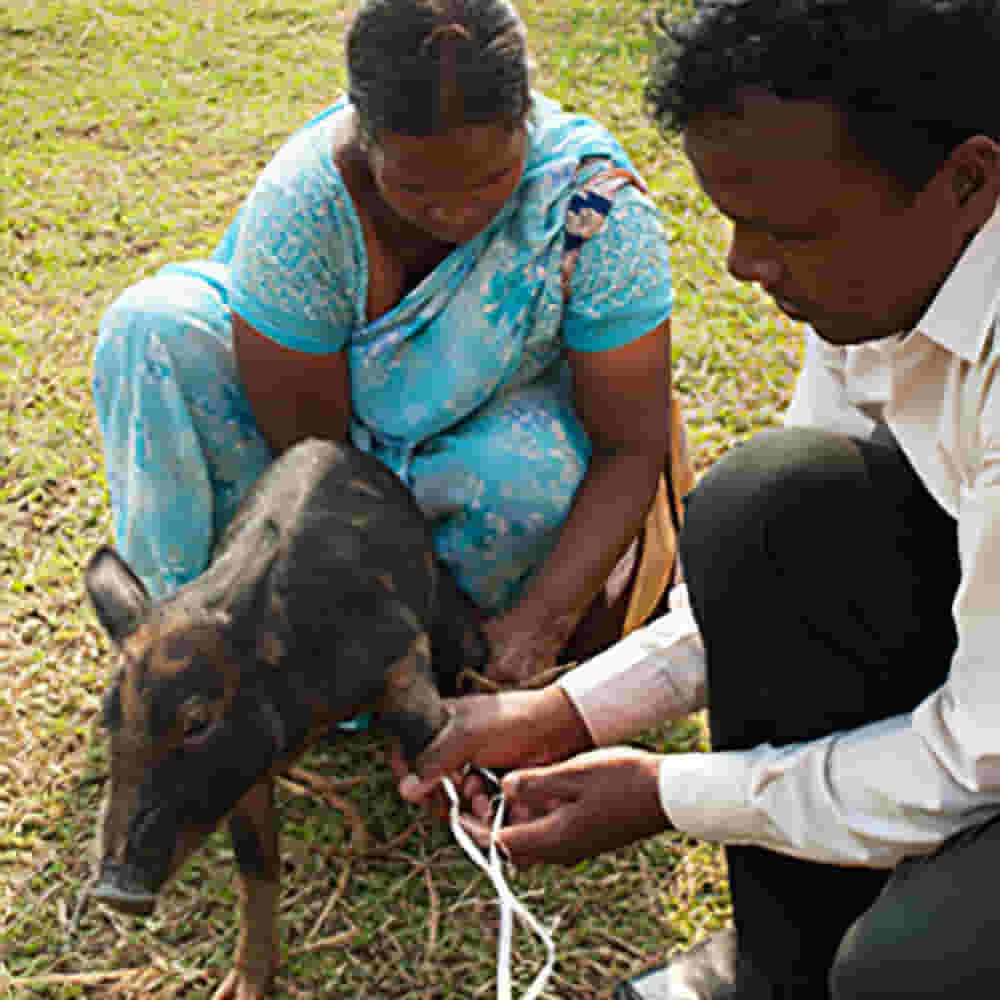 A GFA World national missionary helped provide a pig for Kia and her family