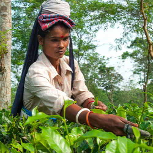 Neale's family depends on the parents working in a tea garden due to poverty