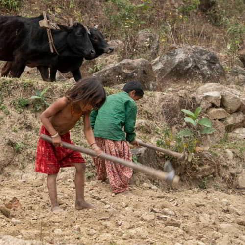 Child labor in Nepal due to poverty