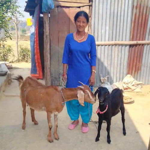 Woman in poverty from Nepal received a pair of income generating gifts of goats from GFA World gift distribution