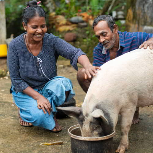 Family from Sri Lanka received an income generating gift of piglets through GFA World