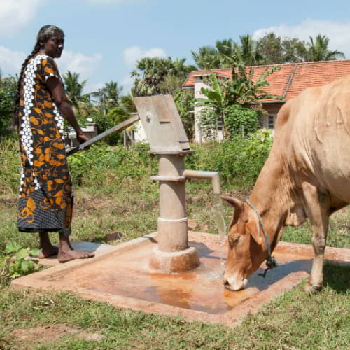 Woman from Sri Lanka draws clean water for her cow through GFA World Jesus Wells