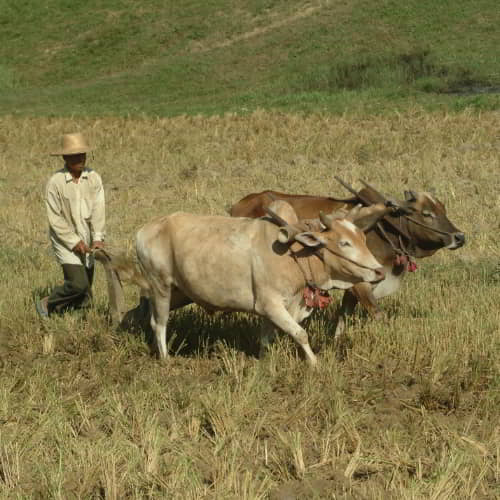 A man from Myanmar ploughing the fields through income generating cows