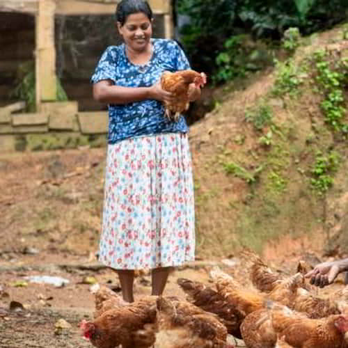 A charitable Christmas gift of chickens helps a family break the poverty cycle with income from eggs and nutrition
